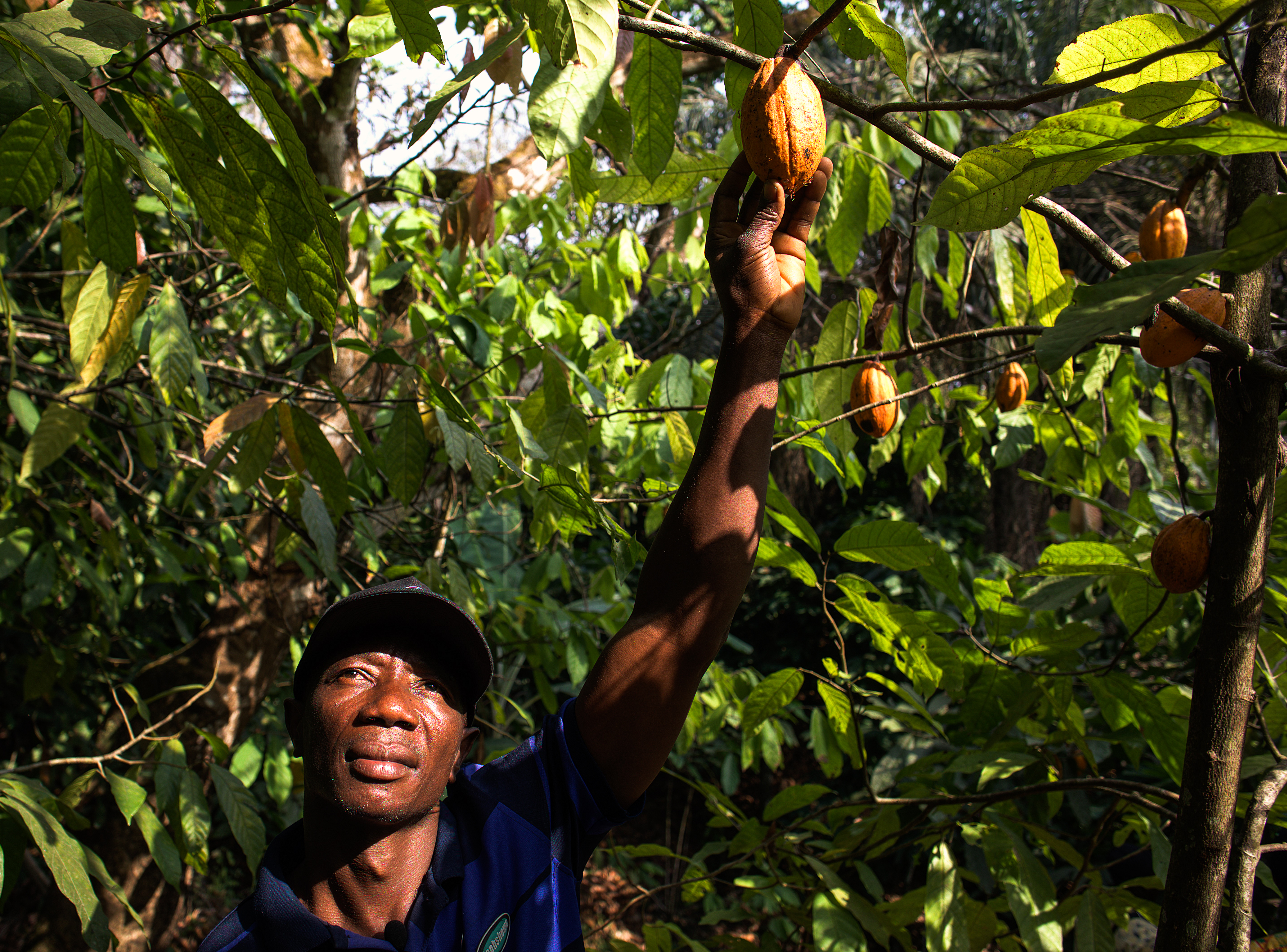Towards Achieving a Living Income for Organic Cocoa Producers in Sierra Leone