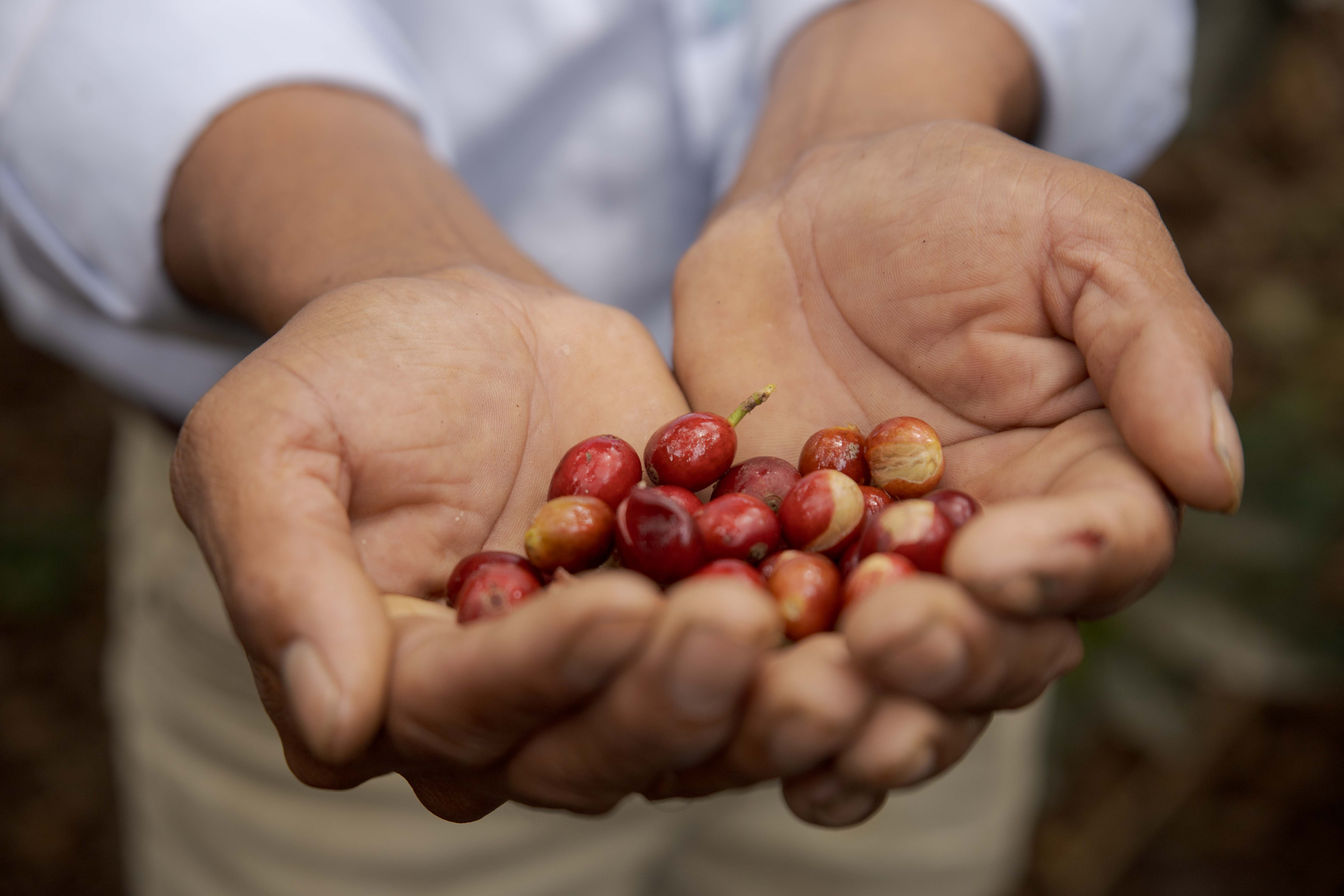 Brewing a Fair Future with Sustainable Coffee