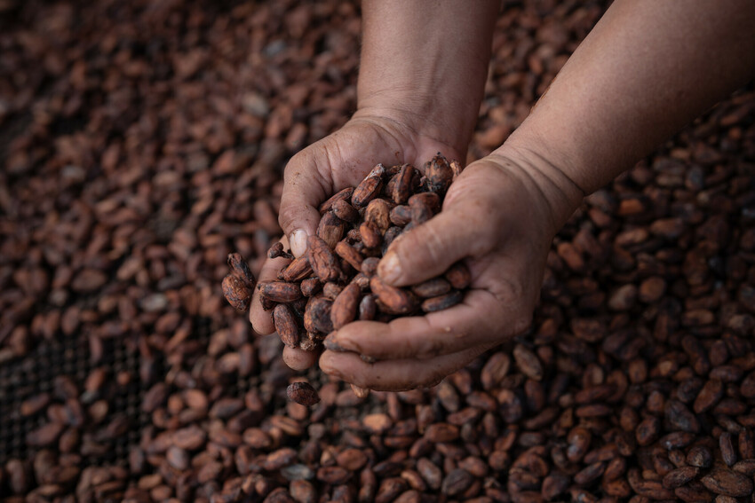 Estimating the carbon footprint of Fairtrade Cocoa in West Africa