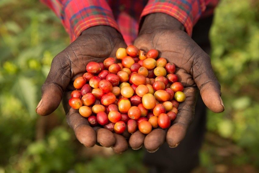 Climate Academy Ethiopia: Sustainable coffee production