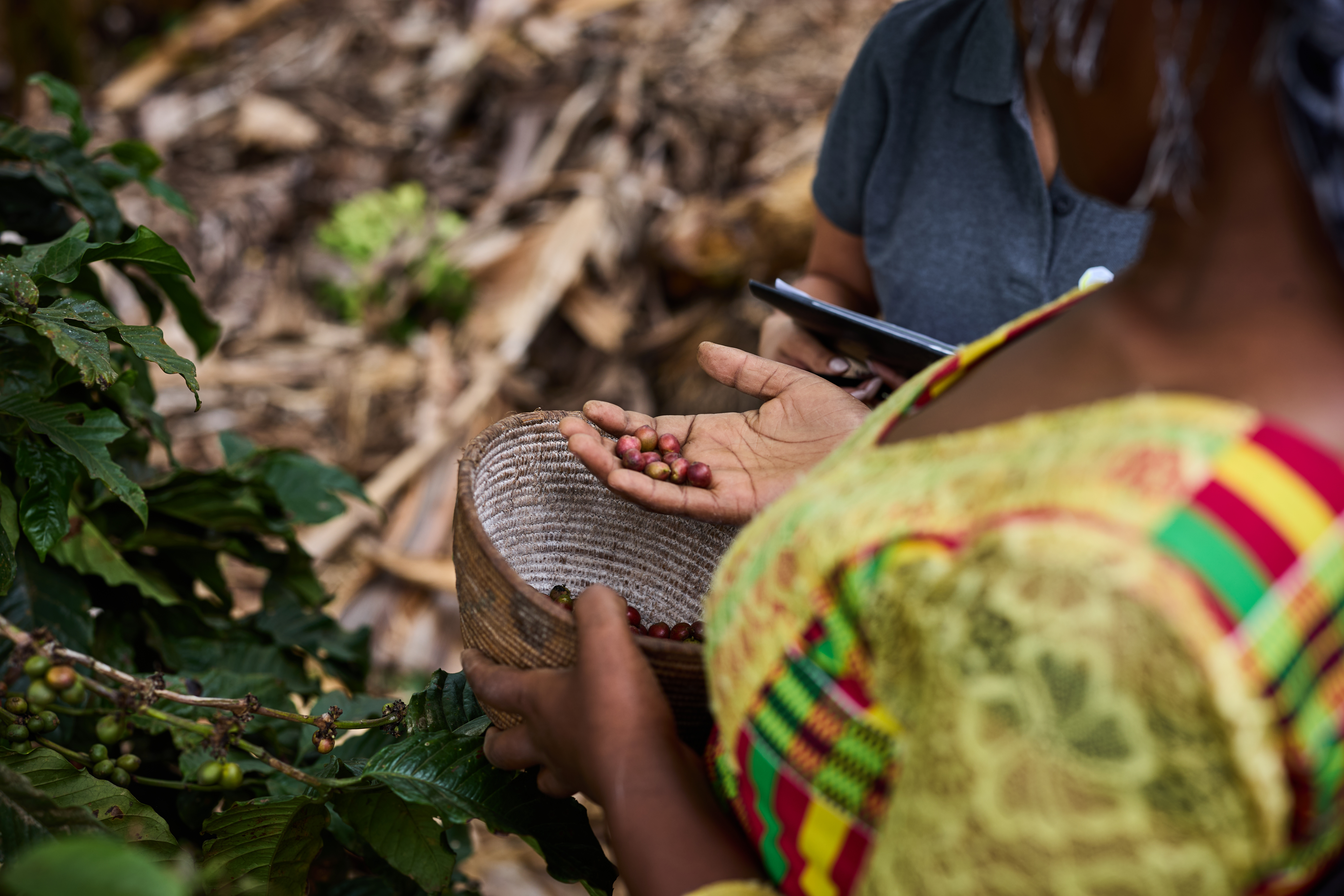 Strengthening youth participation in Fairtrade coffee cooperatives in Uganda