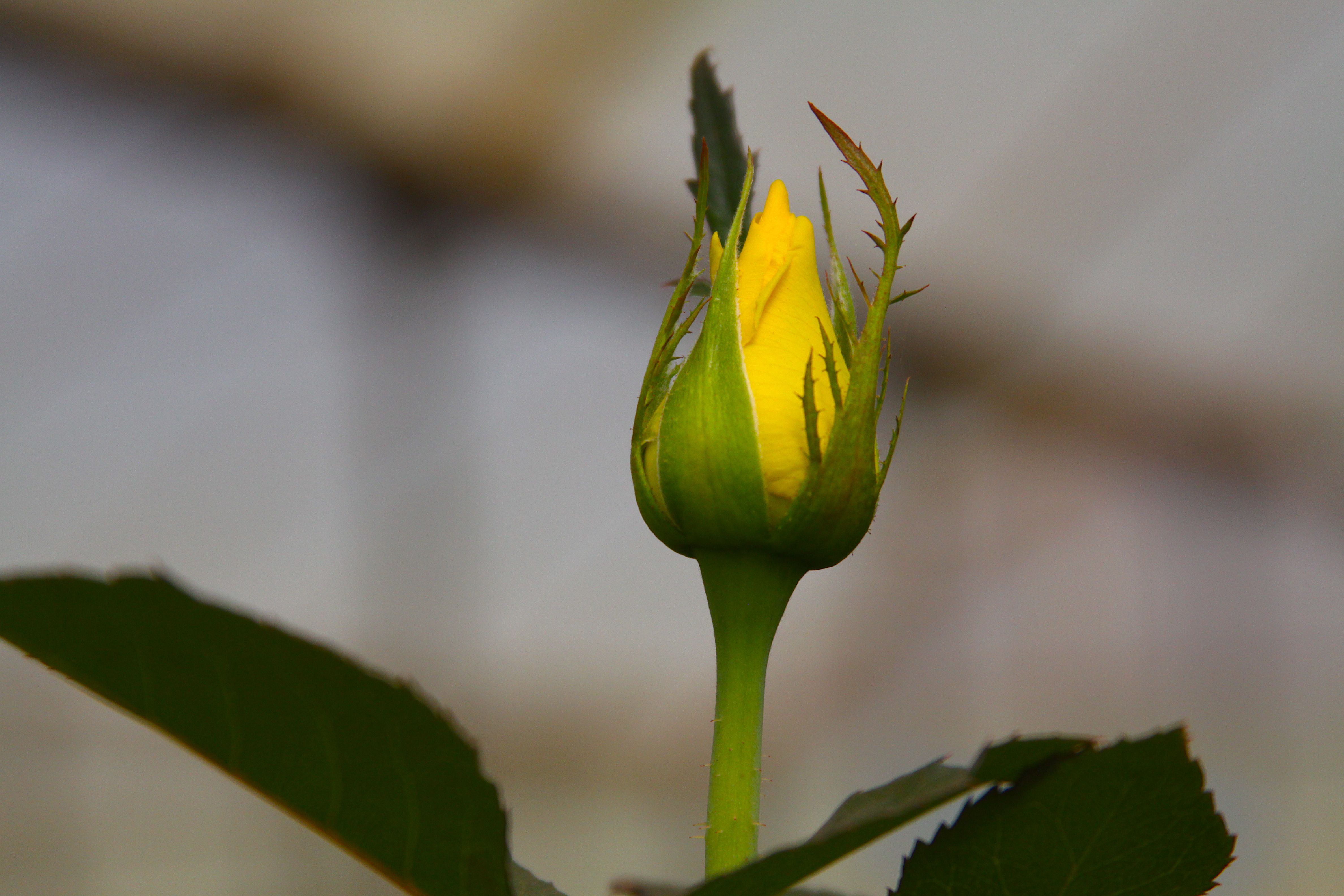Improved workers’ rights in Ethiopian flower farms