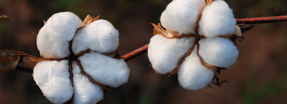Evaluating the environmental impact of Fairtrade certified cotton in India