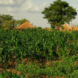 Climate Change and Organisational Strengthening Programme (CCOSP)