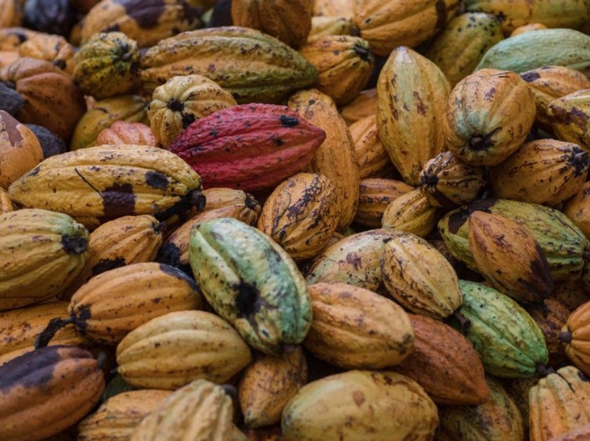 West Africa Cocoa Programme